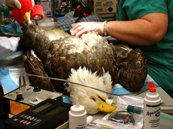 One of my most unique patients in vet school was a bald eagle who injured her wing after flying into a barbed wire fence.  Here she is anesthetized while we change her bandages.  The talons are so large they can easily pierce a human hand- which is why we're wrapping them up for the procedure.  Just in case. ;-)