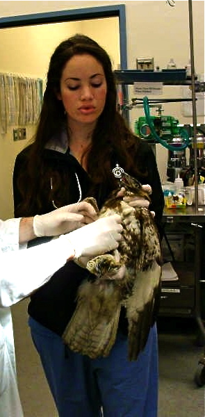 Physical exam on a hawk.