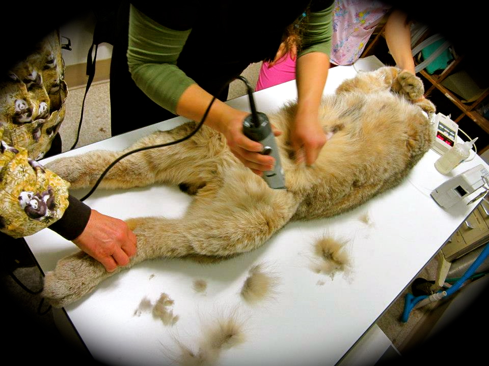Once in awhile, I get to do something really cool, like spay a lynx!