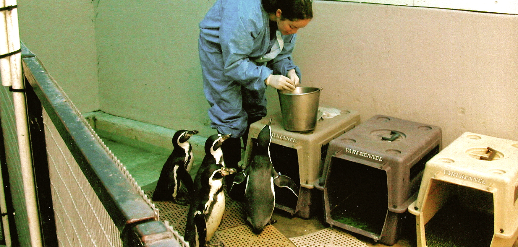 My glory days working as a veterinary intern at the Zoo.