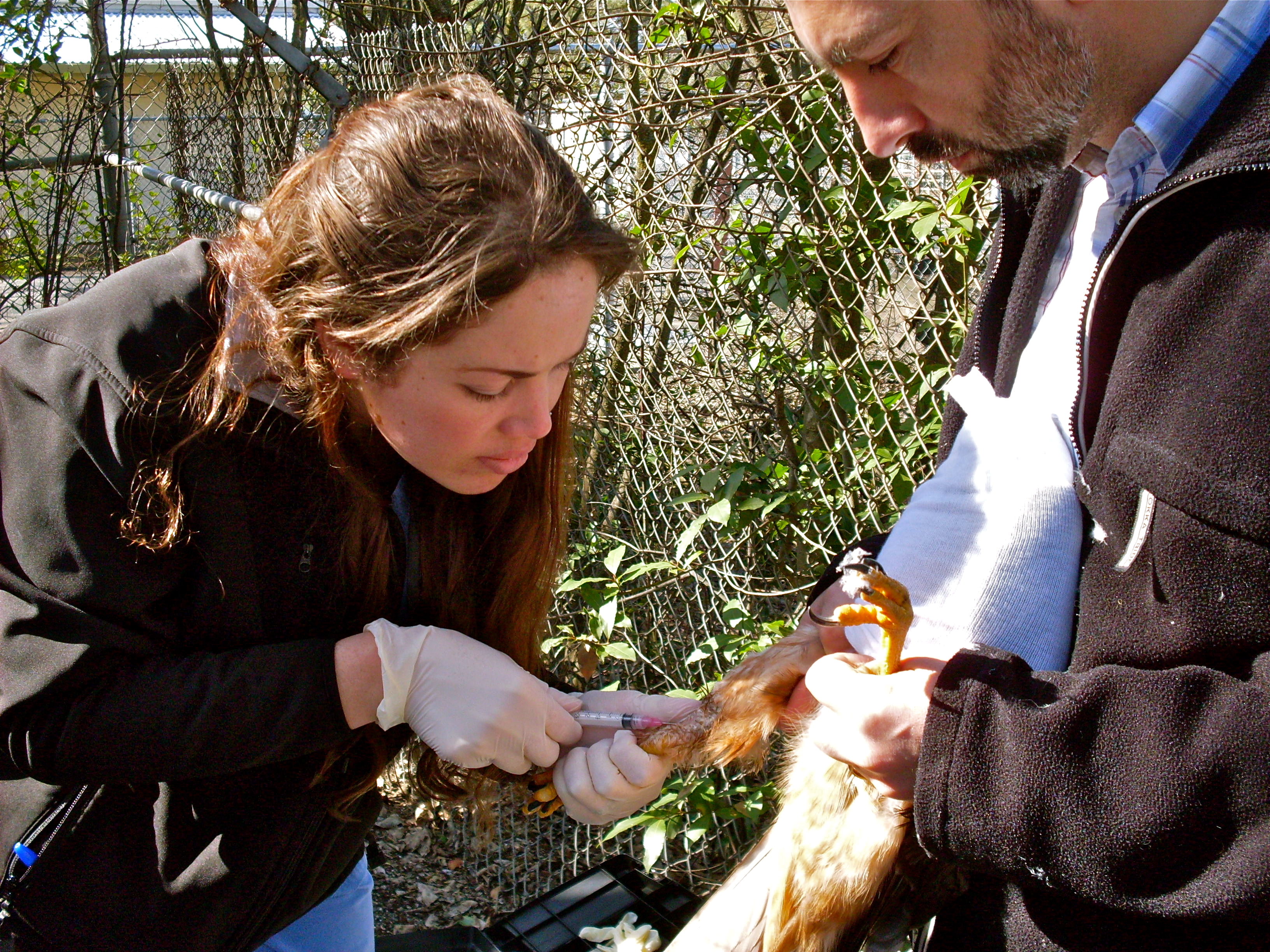 Getting blood from a Swainson's Hawk.  Raptors like hawks & owls are generally hooded during exam to help keep them calm.