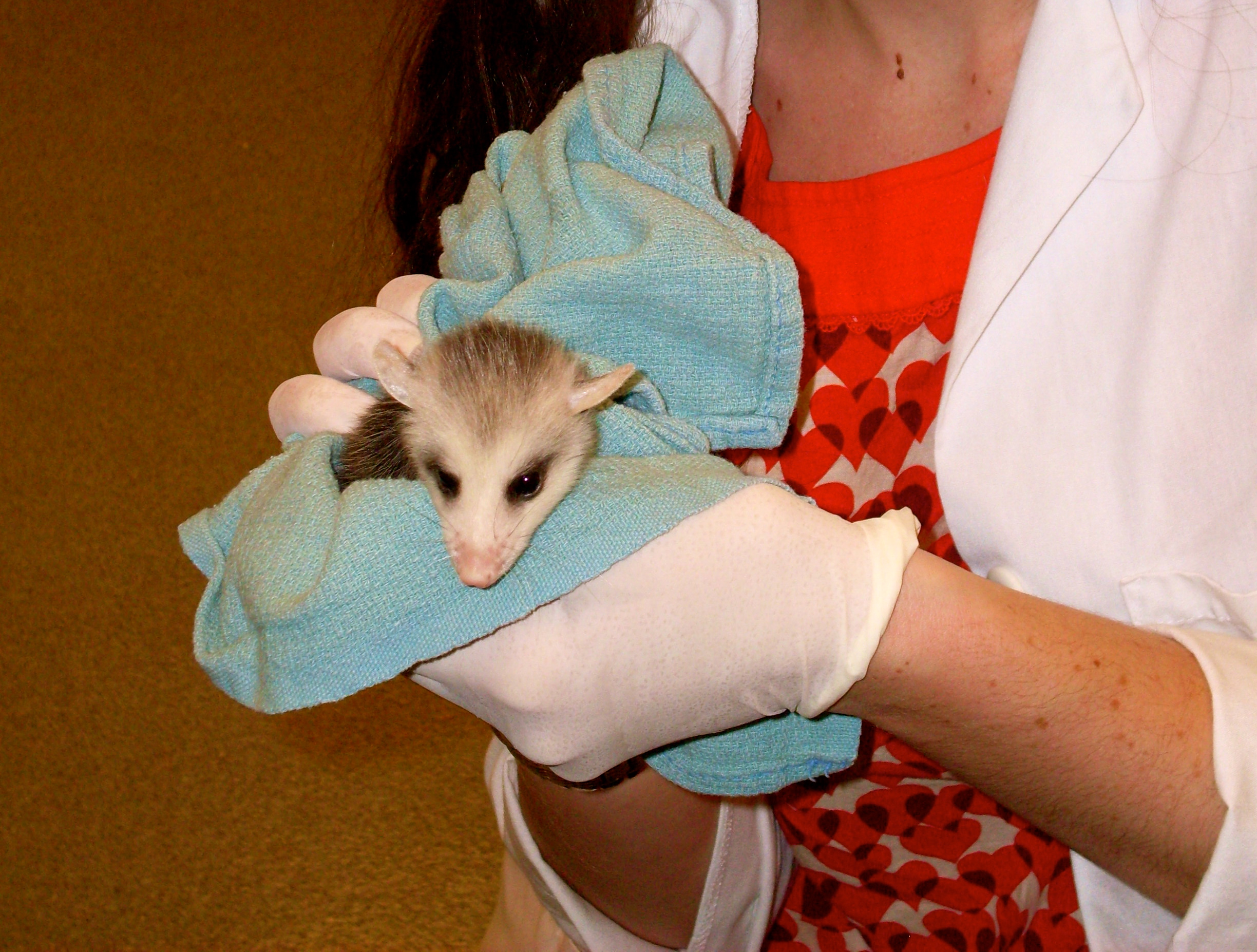One of my more recent opossum patients!  This little one (along with a very cute baby sister) was orphaned and sent out to a local rehabber to eventually be released back into the wild.
