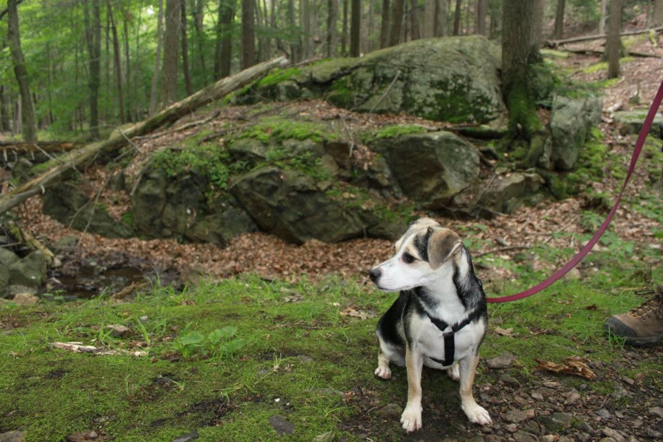Charlie Mae earns her trail name on the Appalachian Trail in the Catskills.