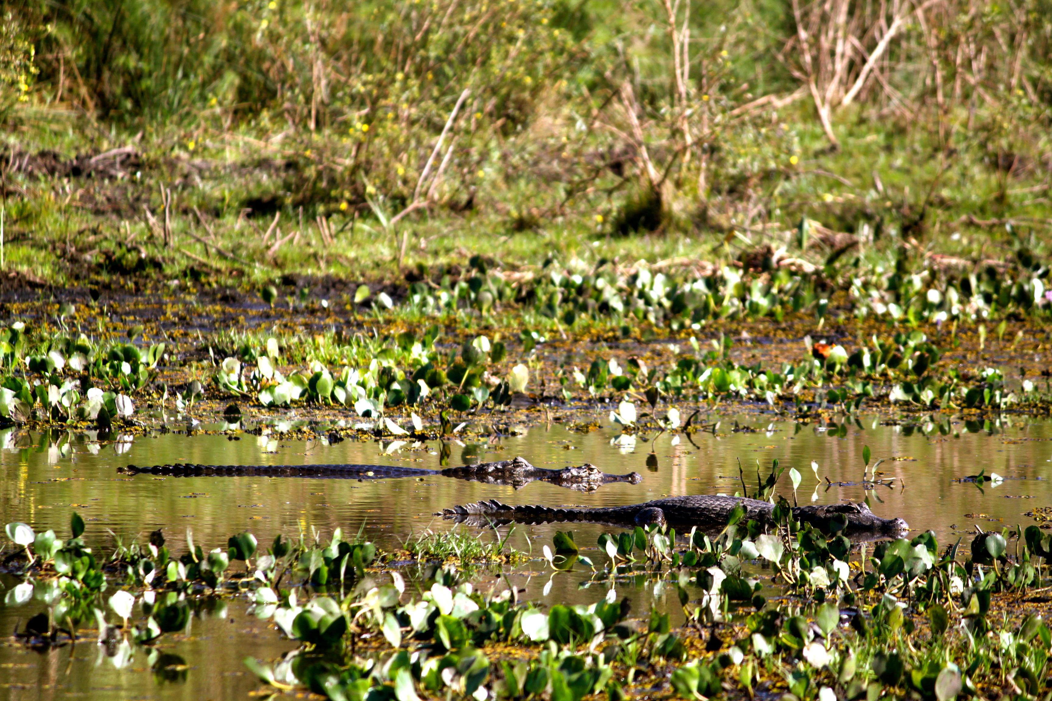 caiman pantanal brazil