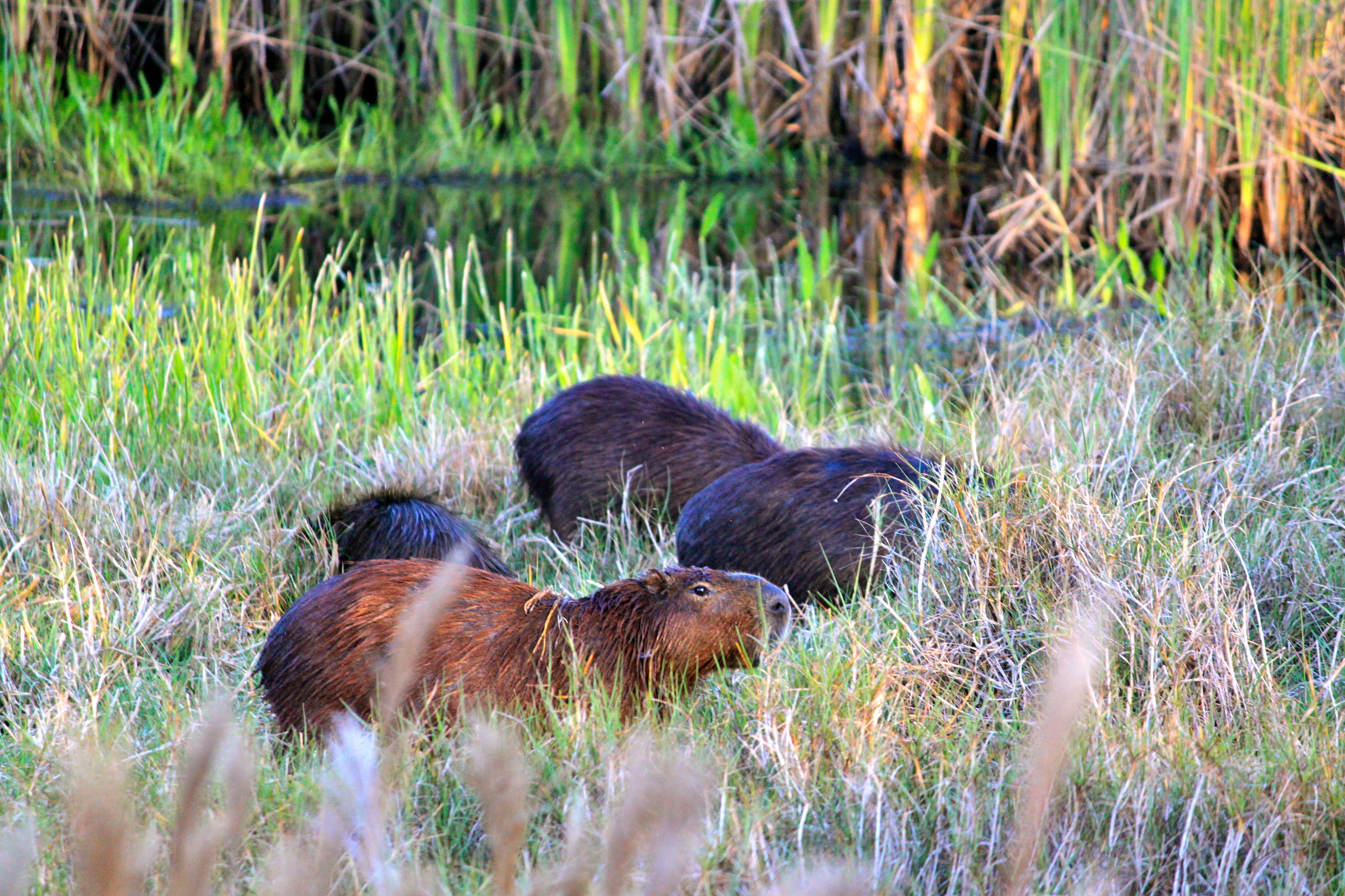 capybara pantanal brazil