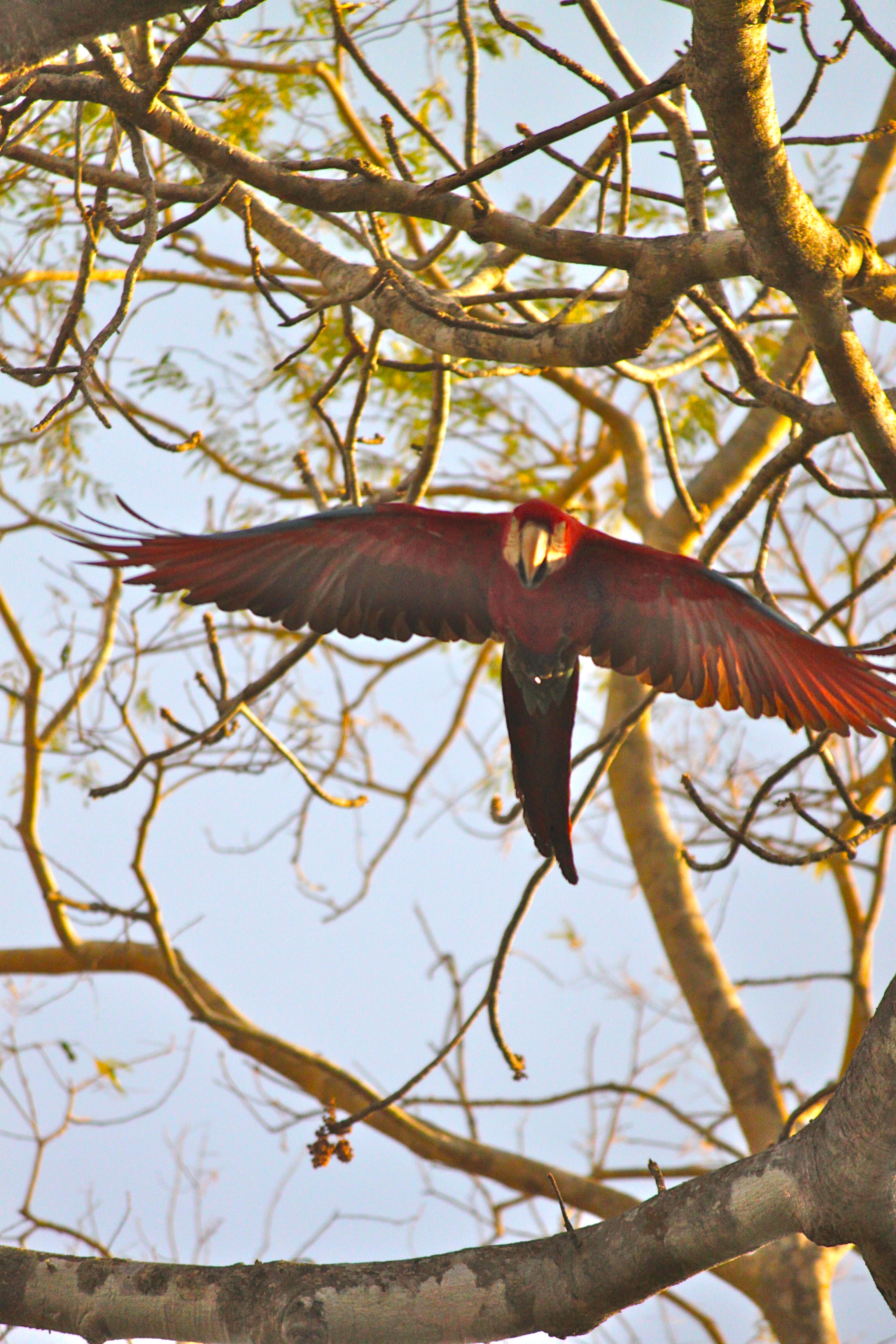 red and green macaw pantanal brazil