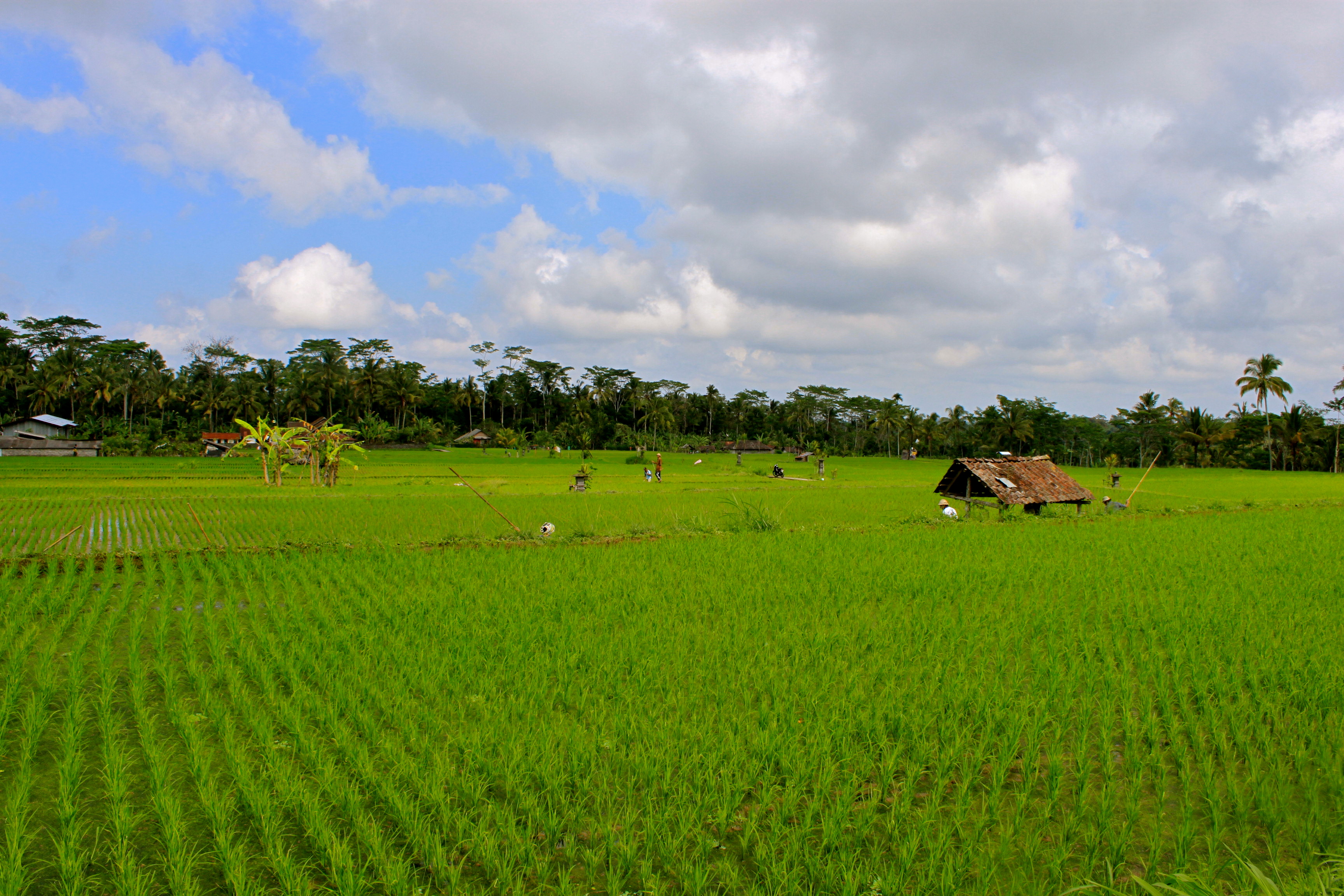rice paddy bali
