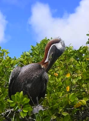 pelican galapagos