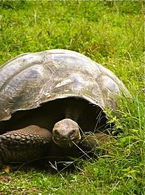 wild galapagos tortoise