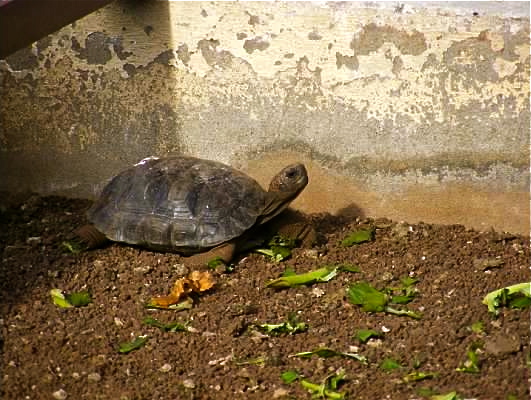 galapagos tortoise baby