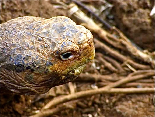 lonesome george galapagos tortoise