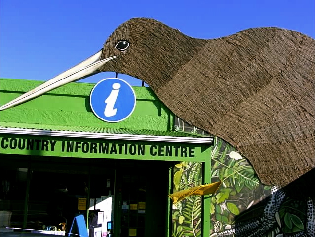 new zealand kiwi bird
