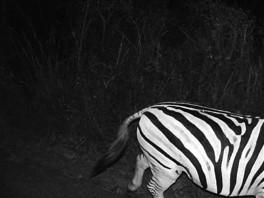 zebra hluhluwe imfolozi south africa