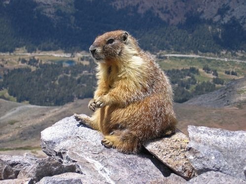 The horrifyingly vicious marmot, so we're all on the same page here.